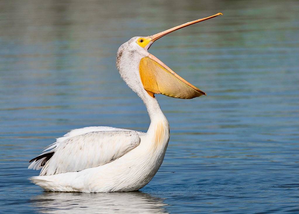 American White Pelican by Krishna Prasad Kotti / USFWS Mountain Prairie is licensed under CC BY 2.0.